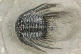 Spiny Leonaspis Trilobite - Atchana, Morocco #245523-1